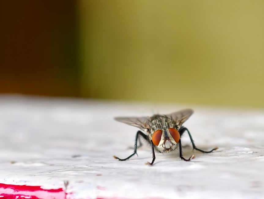 A close-up image of a common housefly positioned on a weathered, white-painted surface, possibly part of a window ledge or outdoor table, with the fly facing directly towards the camera. The fly's bod
