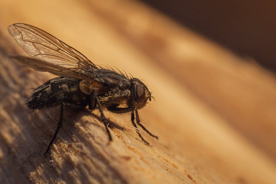 A close-up image of a common housefly positioned on a weathered, white-painted surface, possibly part of a window ledge or outdoor table, with the fly facing directly towards the camera. The fly's bod